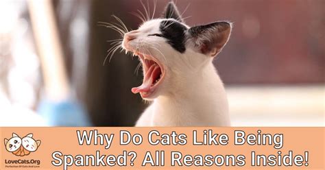 why do cats like being spanked